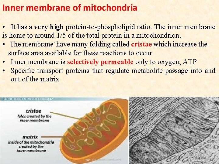 Inner membrane of mitochondria • It has a very high protein-to-phospholipid ratio. The inner Inner membrane of mitochondria • It has a very high protein-to-phospholipid ratio. The inner