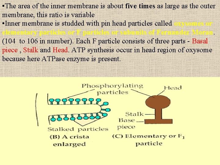 • The area of the inner membrane is about five times as large • The area of the inner membrane is about five times as large