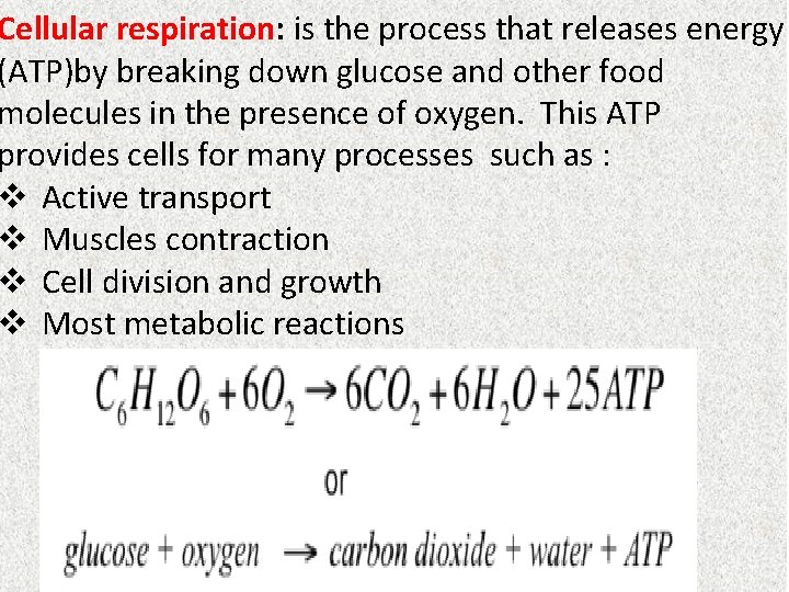 Cellular respiration: is the process that releases energy (ATP)by breaking down glucose and other Cellular respiration: is the process that releases energy (ATP)by breaking down glucose and other