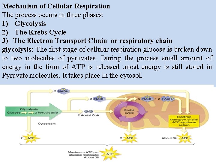 Mechanism of Cellular Respiration The process occurs in three phases: 1) Glycolysis 2) The Mechanism of Cellular Respiration The process occurs in three phases: 1) Glycolysis 2) The