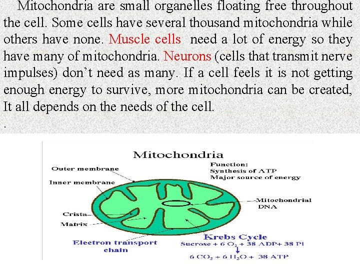 Mitochondria are small organelles floating free throughout the cell. Some cells have several thousand Mitochondria are small organelles floating free throughout the cell. Some cells have several thousand