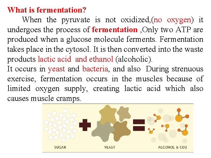What is fermentation? When the pyruvate is not oxidized, (no oxygen) it undergoes the What is fermentation? When the pyruvate is not oxidized, (no oxygen) it undergoes the