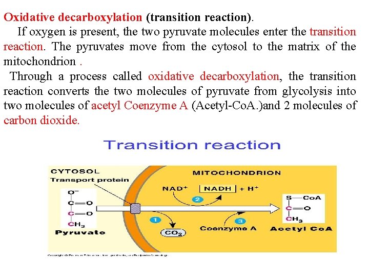 Oxidative decarboxylation (transition reaction). If oxygen is present, the two pyruvate molecules enter the Oxidative decarboxylation (transition reaction). If oxygen is present, the two pyruvate molecules enter the