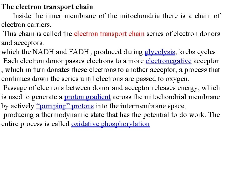 The electron transport chain Inside the inner membrane of the mitochondria there is a The electron transport chain Inside the inner membrane of the mitochondria there is a