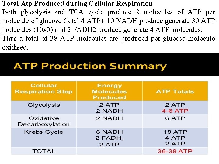 Total Atp Produced during Cellular Respiration Both glycolysis and TCA cycle produce 2 molecules Total Atp Produced during Cellular Respiration Both glycolysis and TCA cycle produce 2 molecules