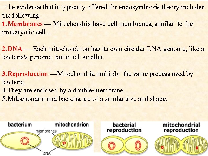 The evidence that is typically offered for endosymbiosis theory includes the following: 1. Membranes The evidence that is typically offered for endosymbiosis theory includes the following: 1. Membranes