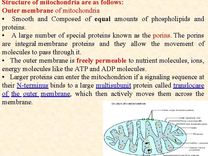 Structure of mitochondria are as follows: Outer membrane of mitochondria • Smooth and Composed Structure of mitochondria are as follows: Outer membrane of mitochondria • Smooth and Composed