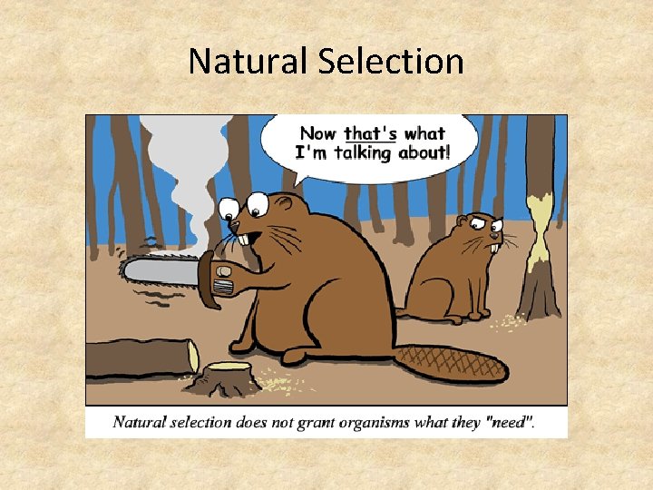 Natural Selection 