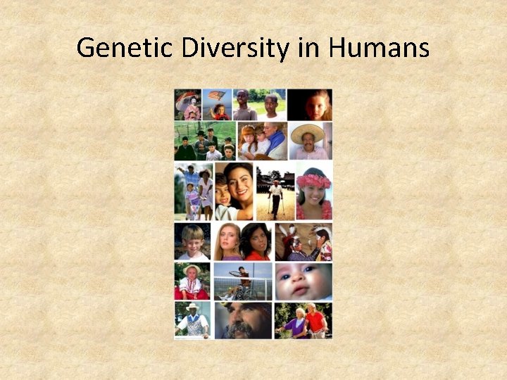 Genetic Diversity in Humans 