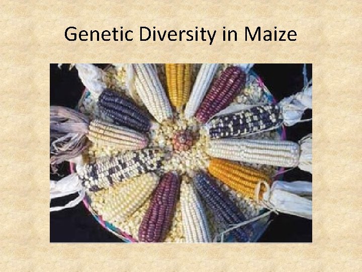 Genetic Diversity in Maize 