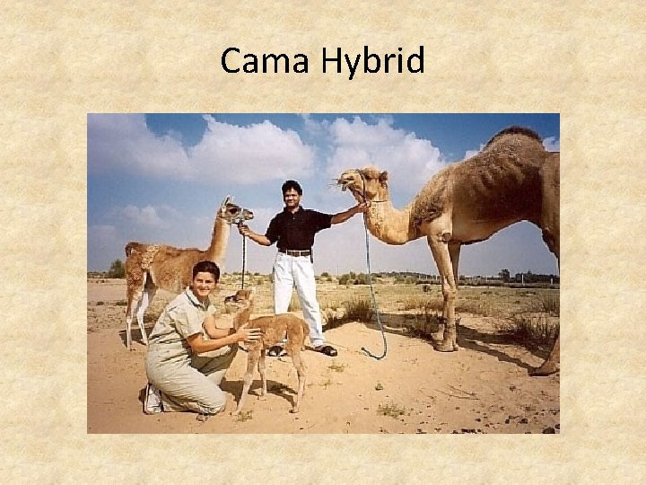 Cama Hybrid 