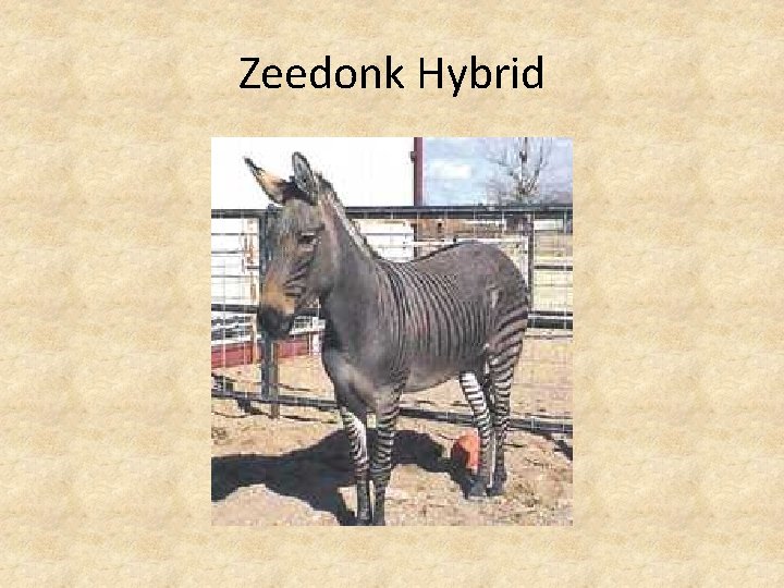Zeedonk Hybrid 