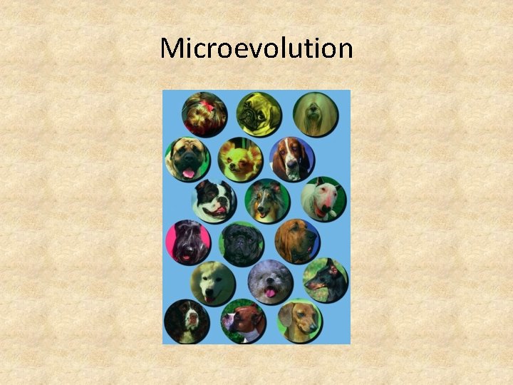 Microevolution 