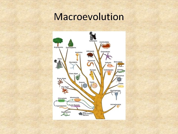 Macroevolution 