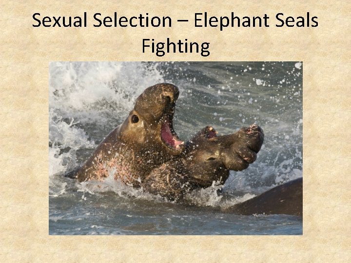 Sexual Selection – Elephant Seals Fighting 