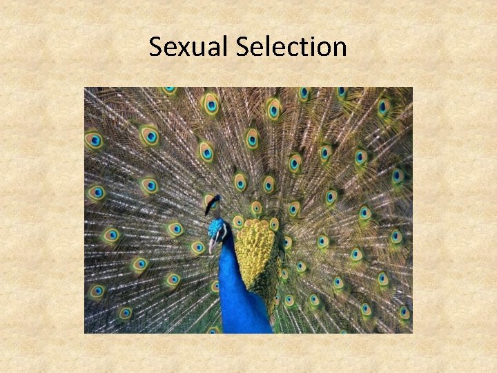Sexual Selection 