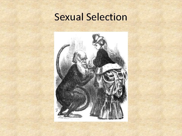 Sexual Selection 