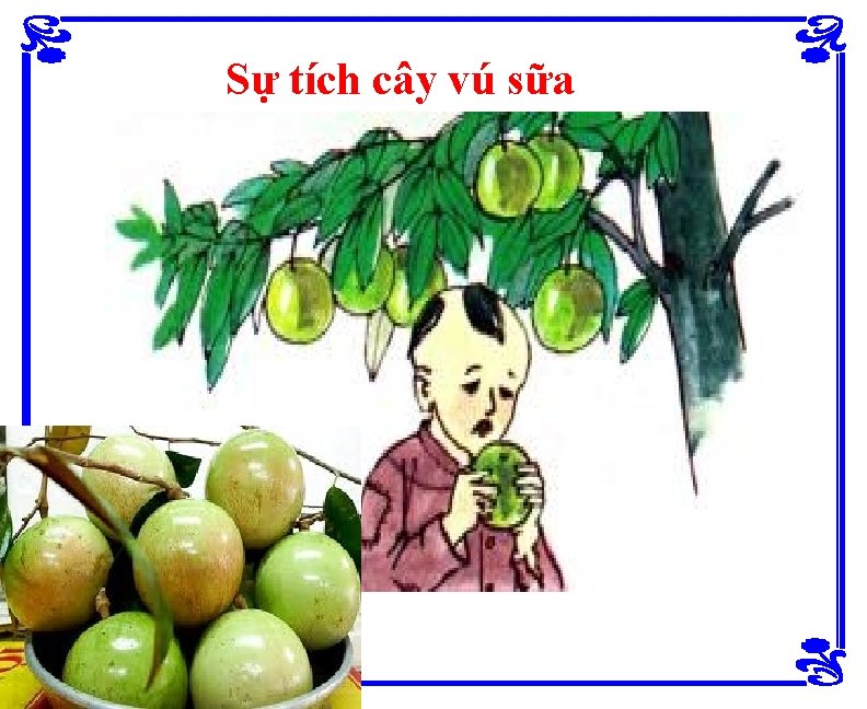 Sự tích cây vú sữa 