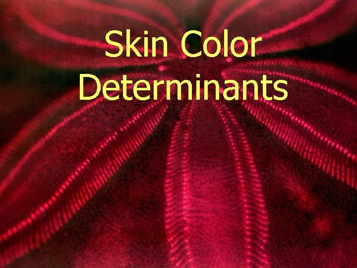 Skin Color Determinants 