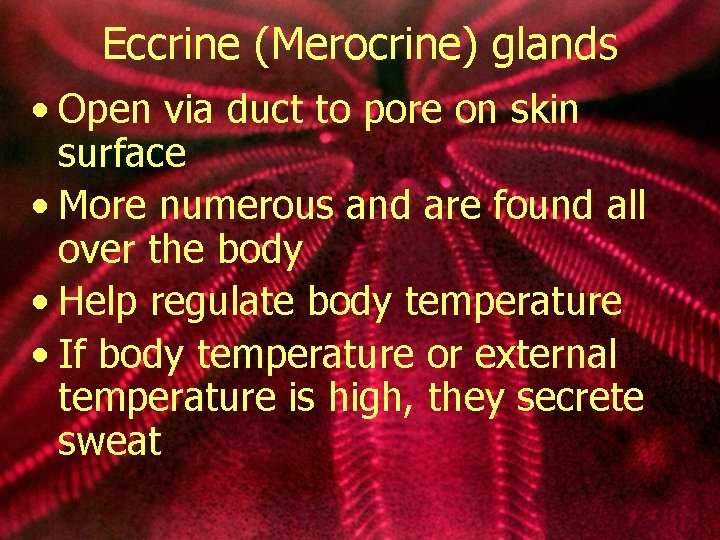 Eccrine (Merocrine) glands • Open via duct to pore on skin surface • More