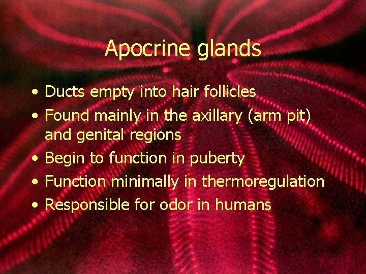 Apocrine glands • Ducts empty into hair follicles • Found mainly in the axillary