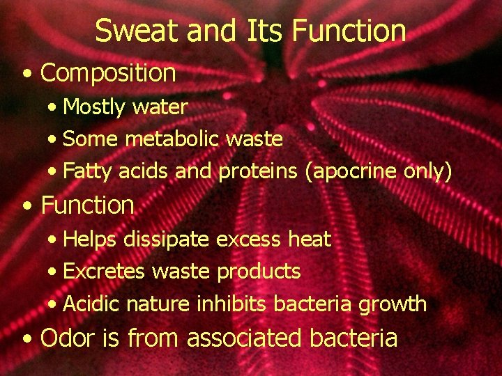 Sweat and Its Function • Composition • Mostly water • Some metabolic waste •