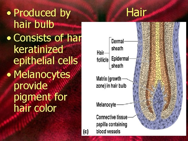  • Produced by hair bulb • Consists of hard keratinized epithelial cells •