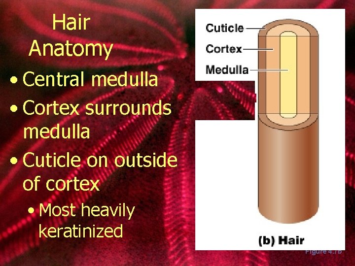 Hair Anatomy • Central medulla • Cortex surrounds medulla • Cuticle on outside of