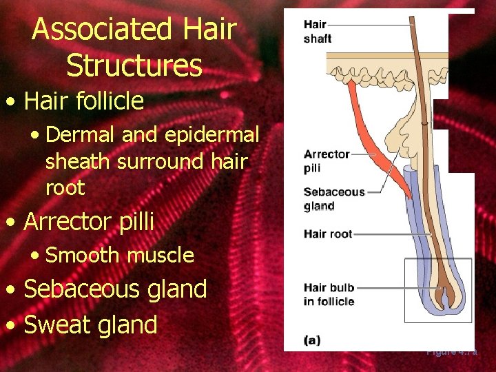 Associated Hair Structures • Hair follicle • Dermal and epidermal sheath surround hair root