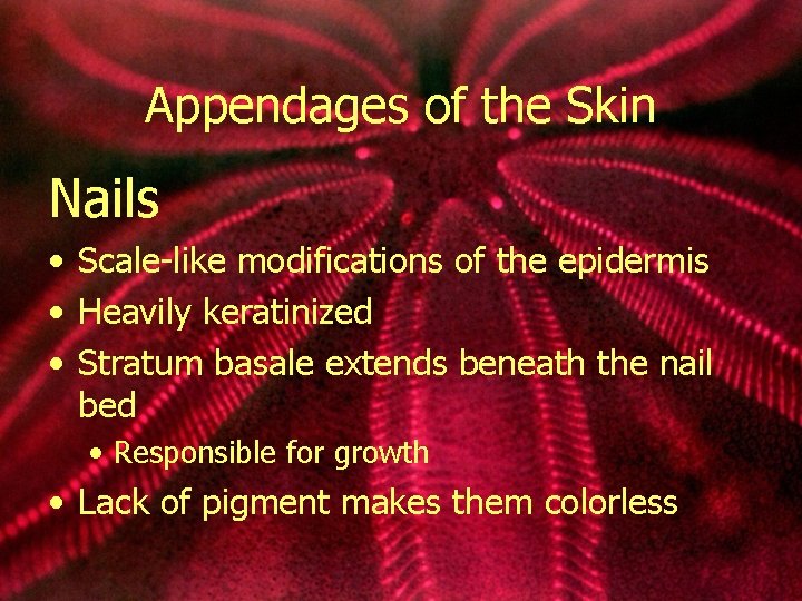 Appendages of the Skin Nails • Scale-like modifications of the epidermis • Heavily keratinized