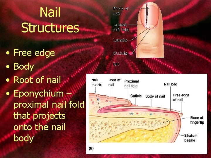 Nail Structures • • Free edge Body Root of nail Eponychium – proximal nail