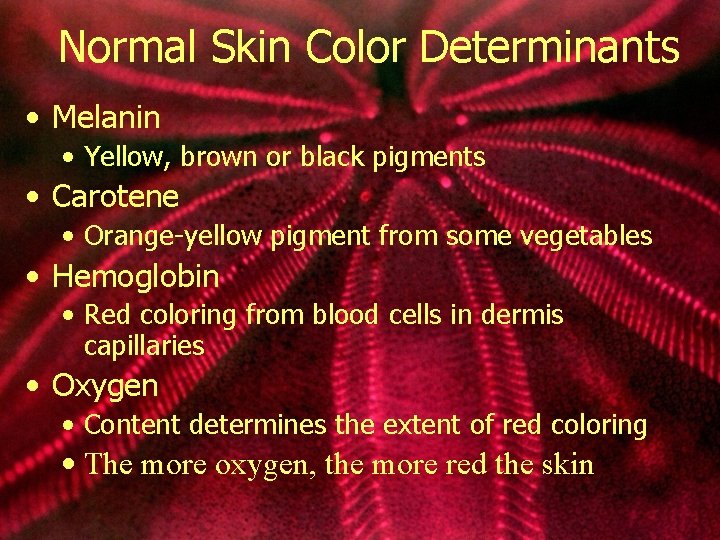 Normal Skin Color Determinants • Melanin • Yellow, brown or black pigments • Carotene