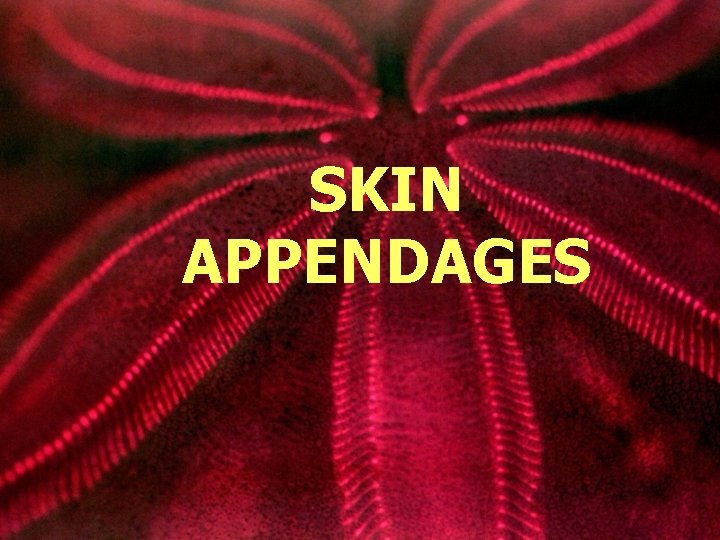 SKIN APPENDAGES 