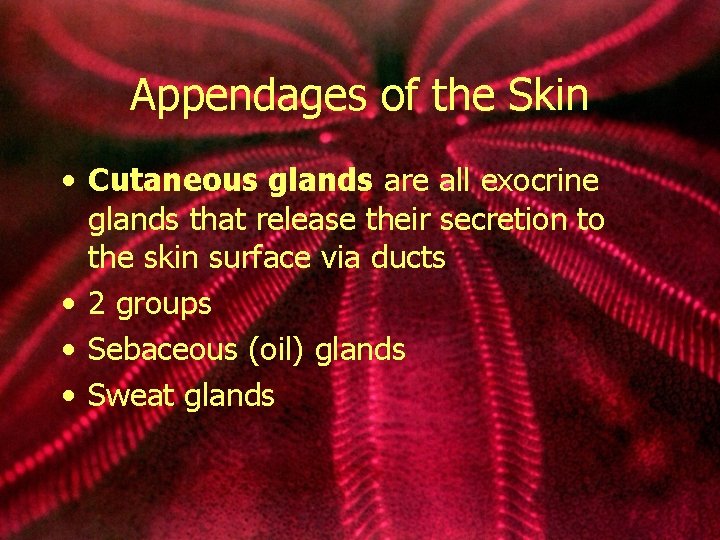 Appendages of the Skin • Cutaneous glands are all exocrine glands that release their