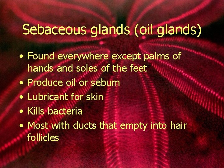 Sebaceous glands (oil glands) • Found everywhere except palms of hands and soles of