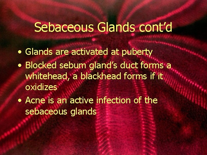 Sebaceous Glands cont’d • Glands are activated at puberty • Blocked sebum gland’s duct