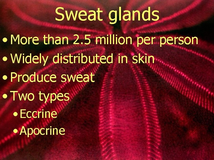 Sweat glands • More than 2. 5 million person • Widely distributed in skin