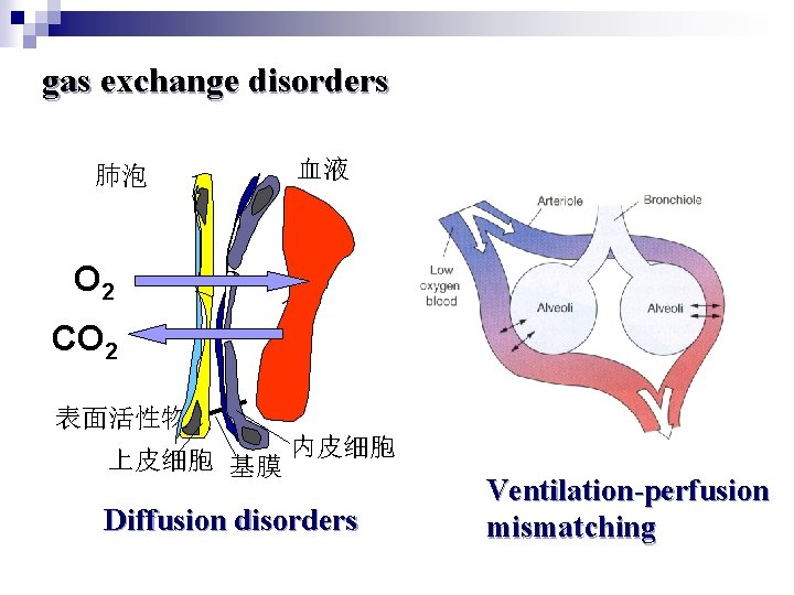 gas exchange disorders 肺泡 血液 O 2 CO 2 表面活性物质 上皮细胞 基膜 内皮细胞 Diffusion