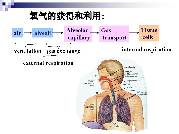 氧气的获得和利用: air alveoli Alveolar capillary ventilation gas exchange external respiration Gas transport Tissue cells