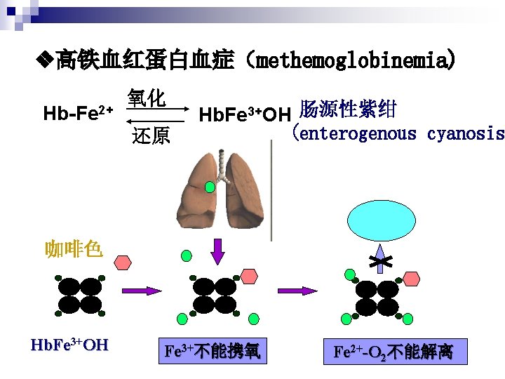  高铁血红蛋白血症（methemoglobinemia) Hb-Fe 2+ 氧化 还原 Hb. Fe 3+OH 肠源性紫绀 (enterogenous cyanosis 咖啡色 Hb.