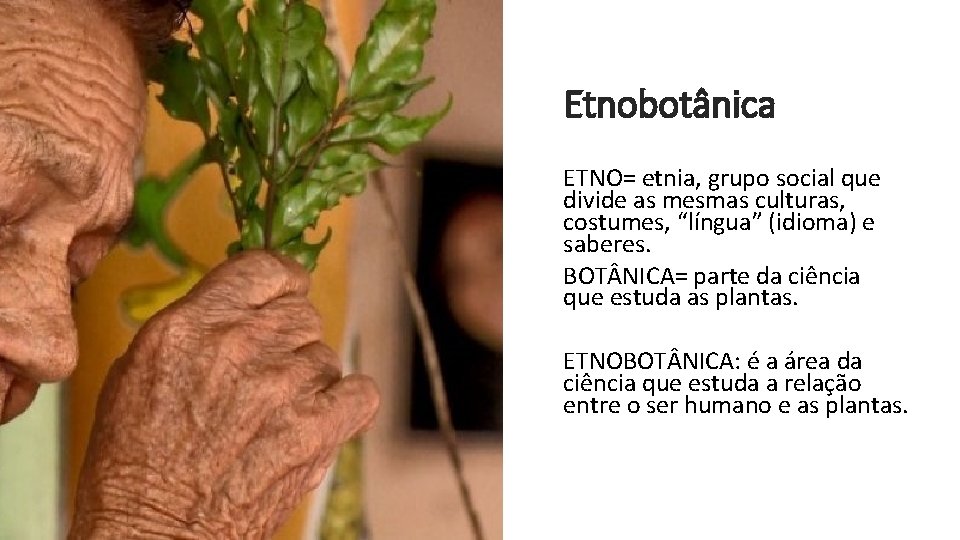 Etnobotânica ETNO= etnia, grupo social que divide as mesmas culturas, costumes, “língua” (idioma) e