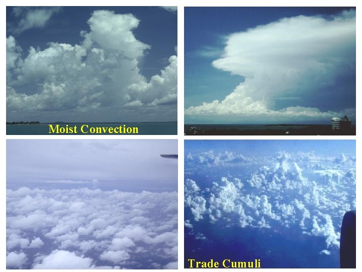 Moist Convection Trade Cumuli 