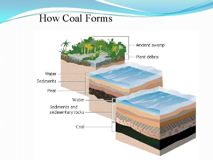 How Coal Forms 