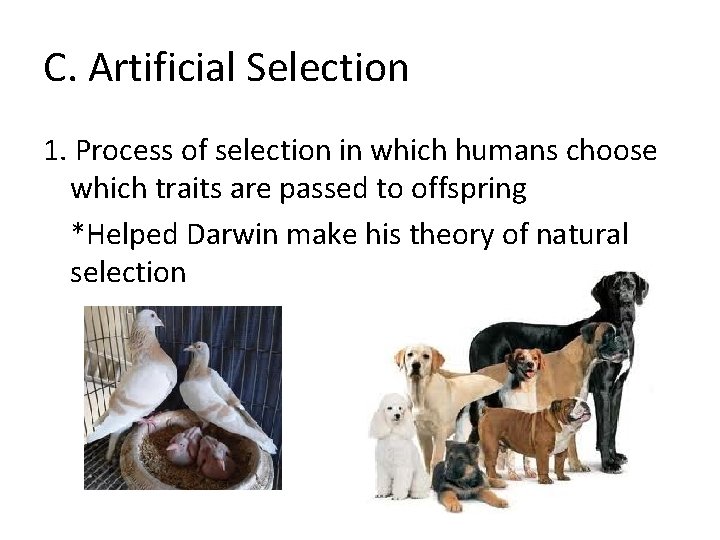 C. Artificial Selection 1. Process of selection in which humans choose which traits are C. Artificial Selection 1. Process of selection in which humans choose which traits are