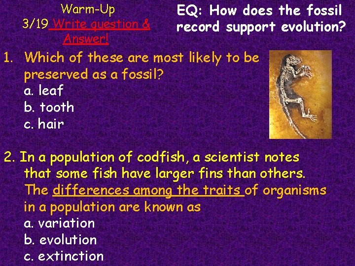 Warm-Up 3/19 Write question & Answer! EQ: How does the fossil record support evolution?
