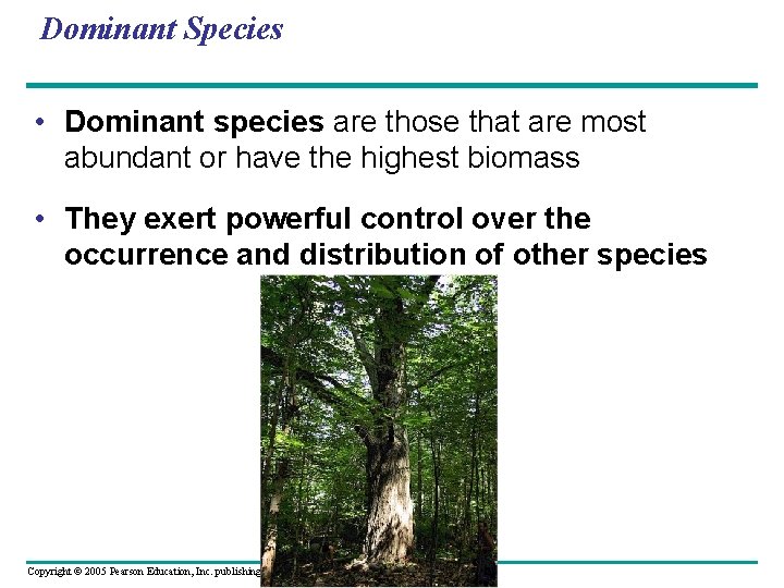 Dominant Species • Dominant species are those that are most abundant or have the