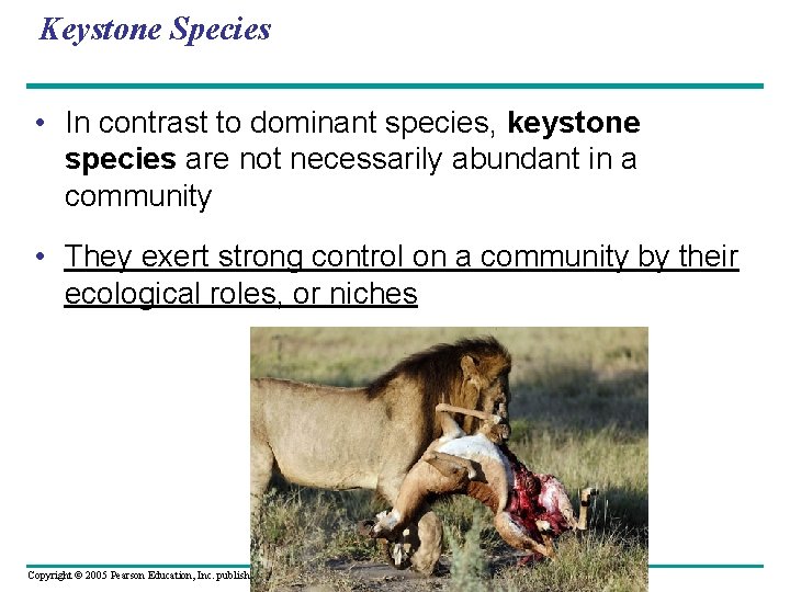 Keystone Species • In contrast to dominant species, keystone species are not necessarily abundant