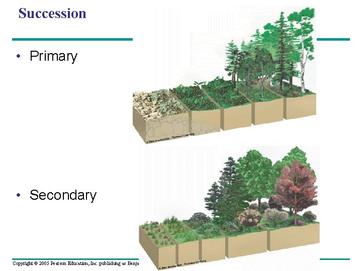 Succession • Primary • Secondary Copyright © 2005 Pearson Education, Inc. publishing as Benjamin