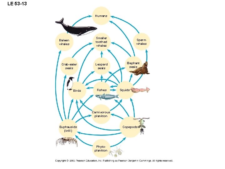 LE 53 -13 Humans Smaller toothed whales Baleen whales Crab-eater seals Birds Leopard seals