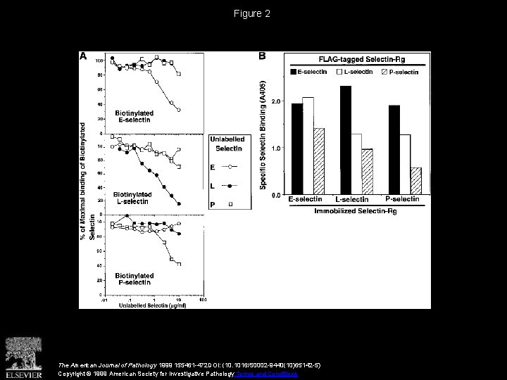 Figure 2 The American Journal of Pathology 1999 155461 -472 DOI: (10. 1016/S 0002